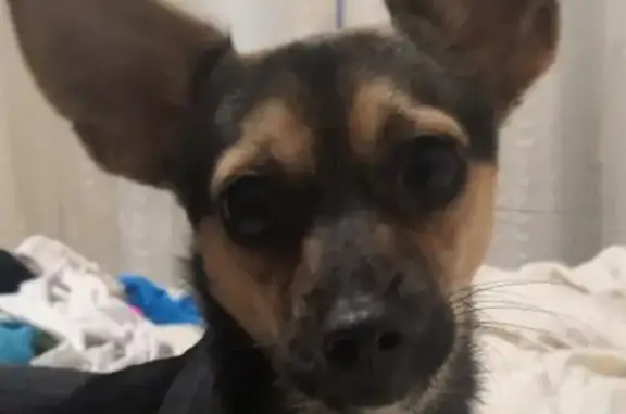 Собаки потеряшки, Тверь, фото: Потеряшка собака на Гусева, есть контакты на ошейнике.