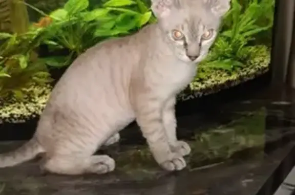 Кошки потеряшки, Торошинская волость, фото: Потеряшка котенок Кекс в Черняковицах, Псковская область