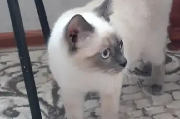 Ухоженная кошка ищет дом в Курске