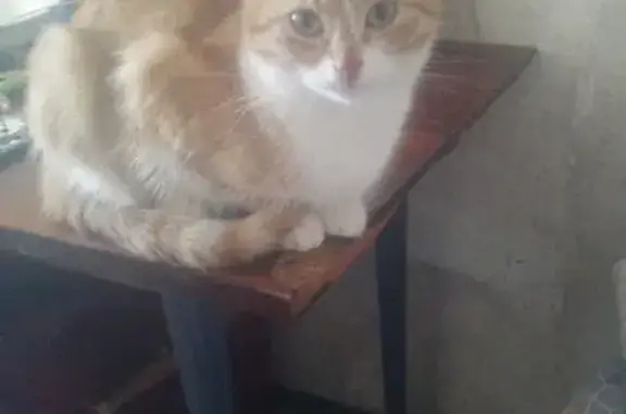 Пропала рыжая кошка на ул. Красноармейская, Торжок