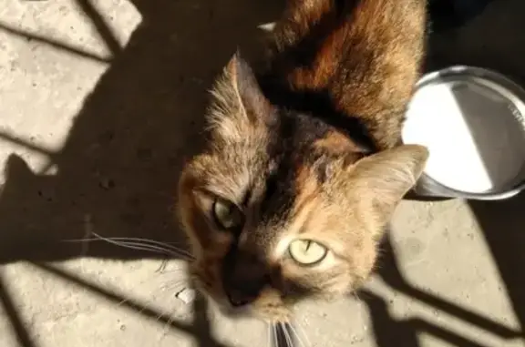 Найдена домашняя кошка в Кировском районе Казани