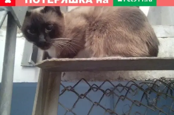 Найдена кошка в Казани на ул. Чишмяле, д.11
