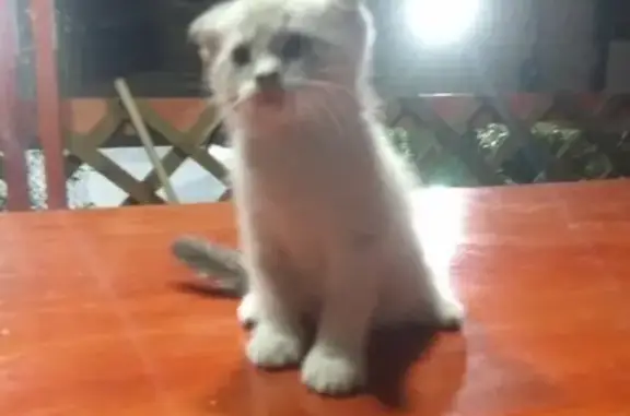 Кошки потеряшки, Бирюч, фото: Потеряшка вислоухий котенок в районе аэропорта, Бирюч, Белгородская область