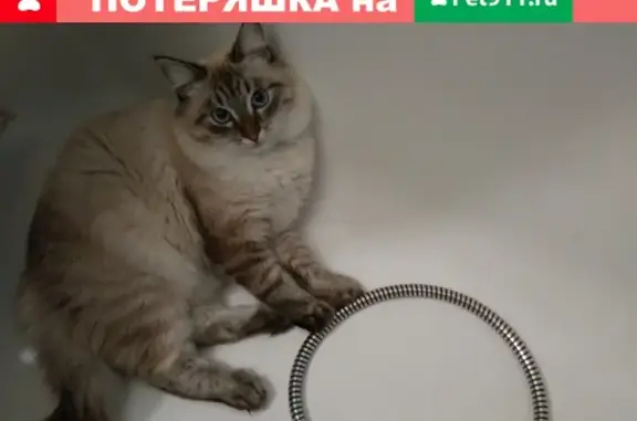 Пропал кот Кексик на ул. Мира 98, Нижневартовск