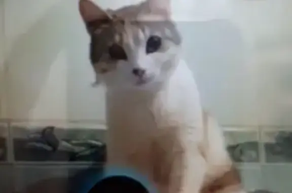 Кошки потеряшки, Новосибирск, фото: Потеряшка кошка Ириска в д/о Мочище, Новосибирск