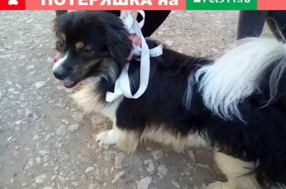 Найдена собака на ул. Красных Коммунаров