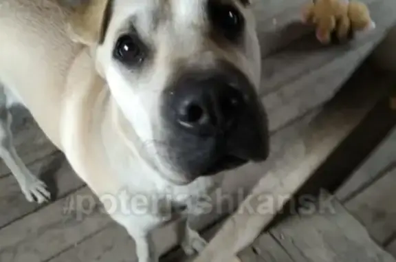 Найдена собака в СНТ Жемчужина, Новосибирск