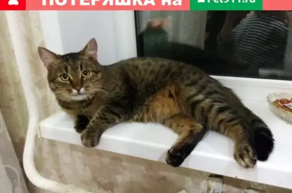 Пропал кот Малай на Шинников 81 в Нижнекамске