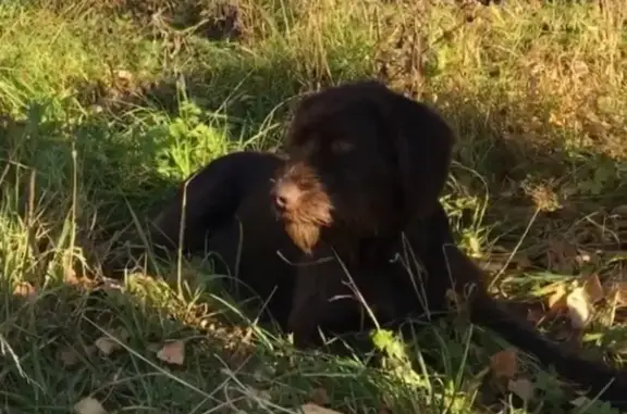 Пропала собака в поселке Просторный, Томск