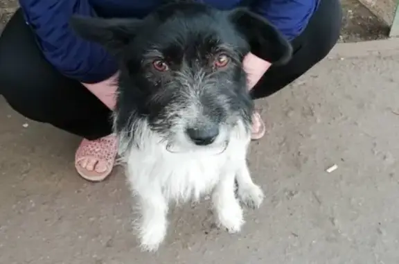 Собака найдена в Ульяновске, контактная и ищет хозяина