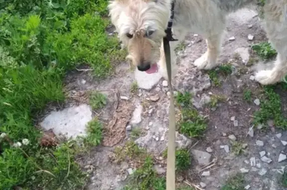 Найдена собака в Коломне, возраст 3-4 года