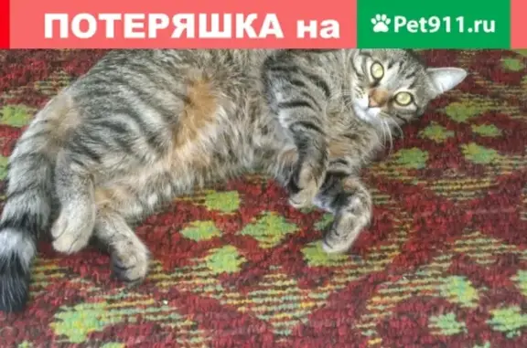 Пропал полосатый кот на проспекте Шогенцукова, 22!