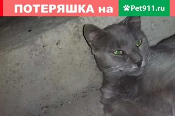 Пропал серый кот в Евпатории на улице Шмидта