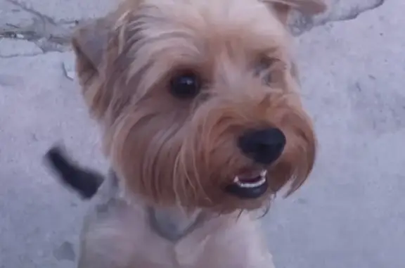 Пропала собака в Армавире: Йоркширский терьер Витас, вознаграждение за находку.