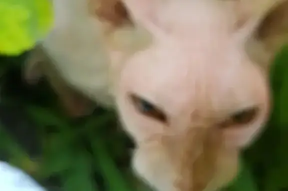Найден кот породы сфинкс в Анапе