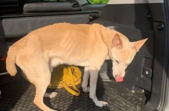 Собака найдена на Новокуркинском шоссе