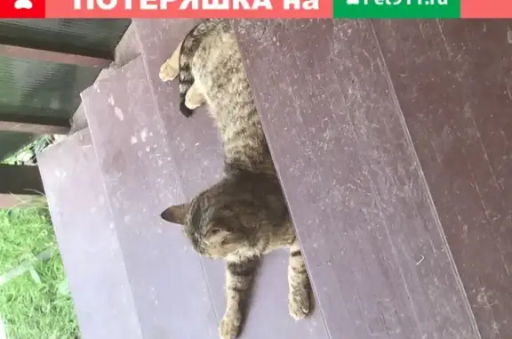 Найдена домашняя кошка на Луговой, 23 в Москве