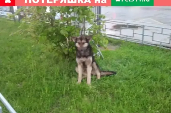 Найдена собака на остановке Больница им.Семашко в Нижнем Новгороде
