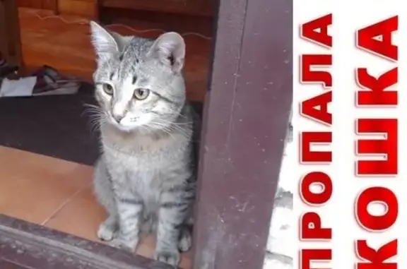 Пропала кошка Сёма в деревне Матвейково