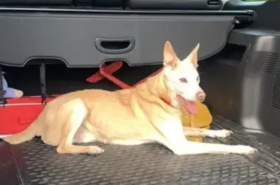 Найден палевый пёсик на Новокуркинском шоссе
