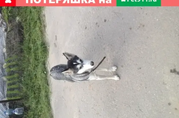 Найдена собака в Нижегородской области.