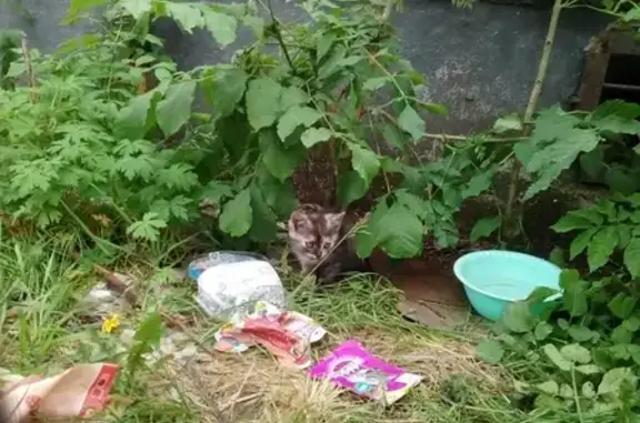 Найден котенок в Рославле ищет дом