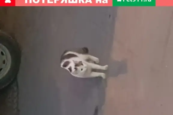 Найдена домашняя кошка возле метро Коломенская
