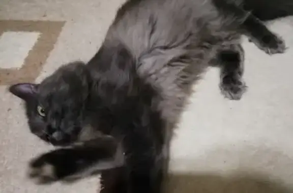 Кошки потеряшки, Москва, фото: Потеряшка пушистый серый кот с ошейником на Сормовской 10к2