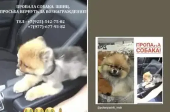 Собаки потеряшки, Москва, фото: Потеряшка собака Шпиц в Москве