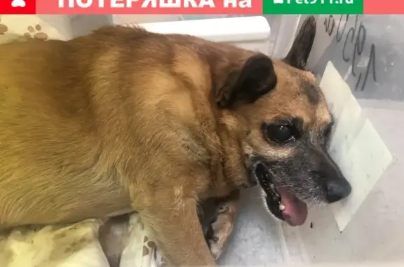 Найдена сбитая собака на улице Рылеева, ищем хозяев