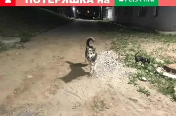 Найденные животные Москва, фото: Найдена собака в коттеджном поселке Фестиваль, Москва