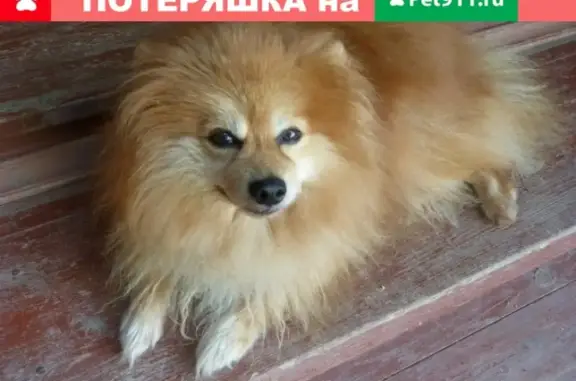 Собаки потеряшки, Москва, фото: Потеряшка Шпиц Николас возрастом 12 лет, Москва, метро Улица Скобелевская 1