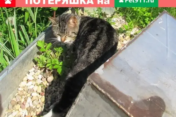 Найден домашний кот в районе пл. Шевлягино, Раменский городской округ