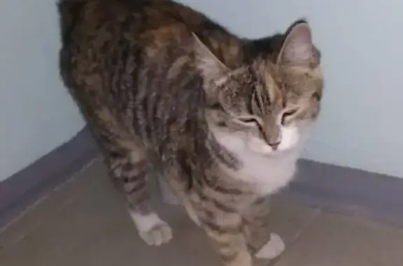 Найдена кошка в Йошкар-Оле, ищем хозяев.