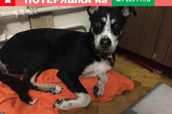 Найдена собака возле метро Тульская-Октябрьская