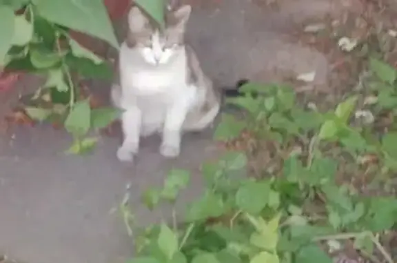 Найдена домашняя кошка на 6-м Новоподмосковном переулке, 12.