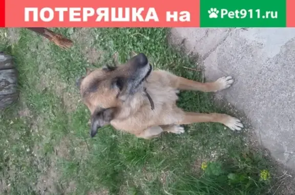 Собака найдена в Нижнем Новгороде