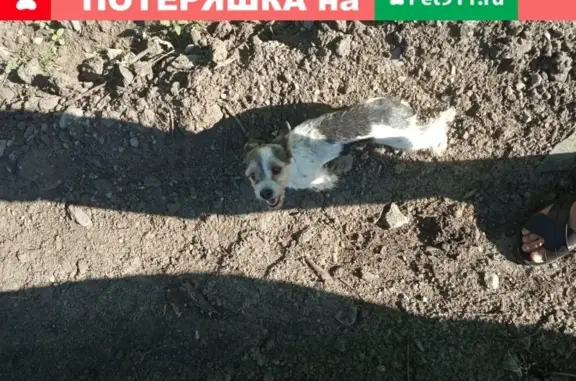 Найдена собака в Белгороде