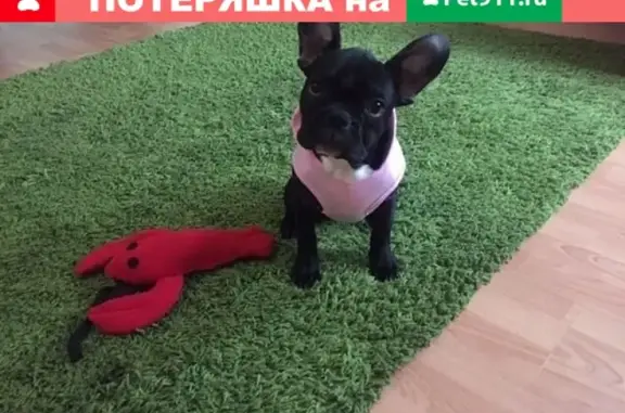 Пропала собака в центре Астрахани - тигровый французский бульдог Мия