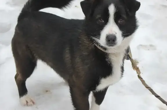 Пропала собака Чарлик в Таганроге #Котопес_Потерянные
