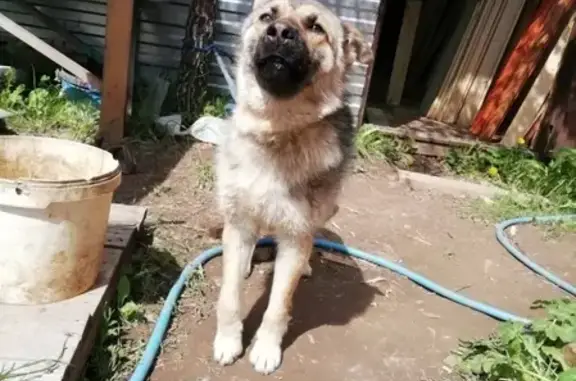 Найден домашний пес в Чернушке, ищем хозяина