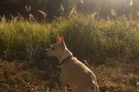 Собаки потеряшки, Москва, фото: Потеряшка собака Бим в Чертаново Северном, Москва