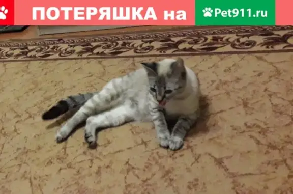 Пропала кошка в р-не Толстого, помогите найти!