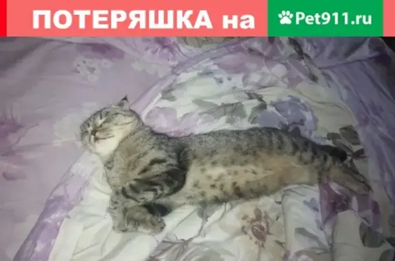 Пропала кошка на ул. 30 лет ВЛКСМ, 106