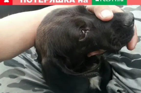 Собака с щенками найдена у Верхнего Бора