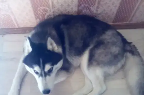 Найдена собака в Первомайске, Нижегородская область.