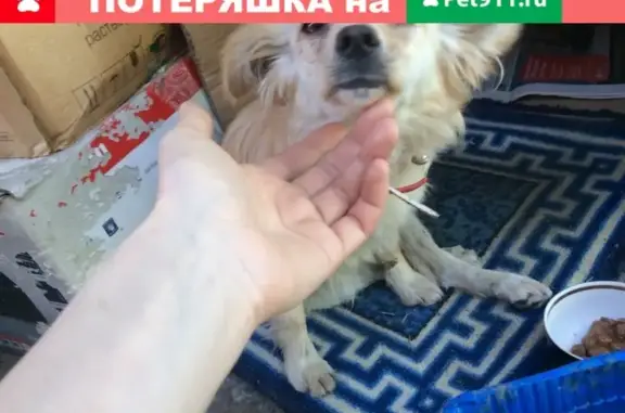 Найдена собака в Краснодаре, нужен хозяин