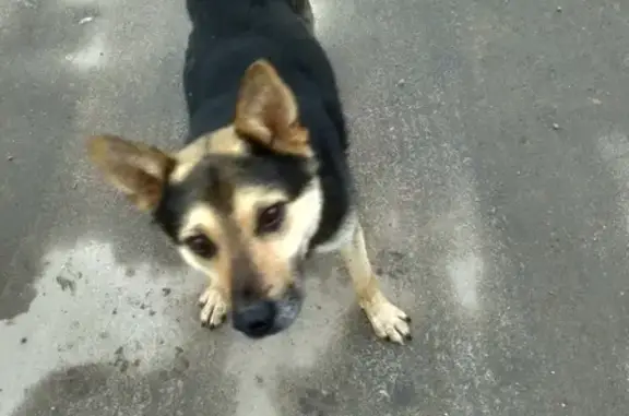 Найдена потерянная собака на Силикатном переулке в Иваново