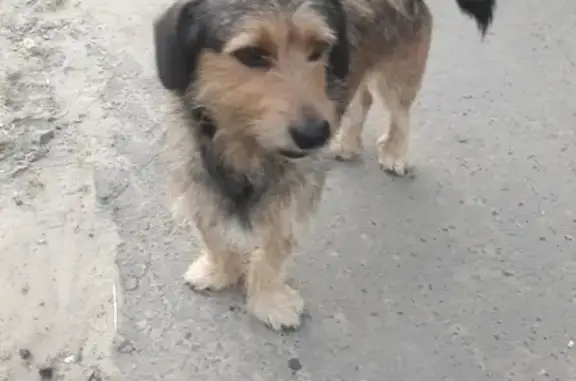 Найдена собака на Рылеева в Тамбове