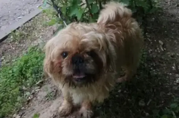 Найдена собака в районе Реадовского парка